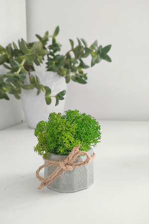 BETOwielo - betonowa doniczka z chrobotkiem reniferowym