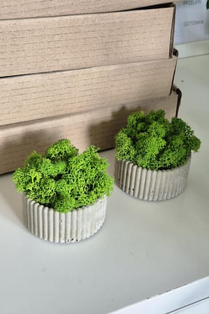 Betonowa doniczka z chrobotkiem reniferowym