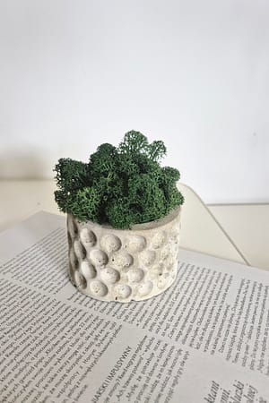 BETObubble - betonowa doniczka z chrobotkiem reniferowym