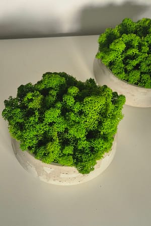 BETOmisa - betonowa doniczka z chrobotkiem reniferowym