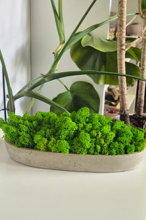 BETOłódka - betonowa doniczka z chrobotkiem reniferowym