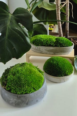 BETOmech- betonowa doniczka z mchem poduszkowym