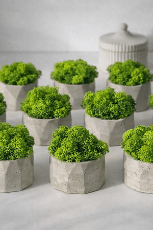 BETOsześcio - doniczka z chrobotkiem reniferowym bez podlewania upominek