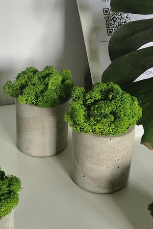 Doniczka z chrobotkiem reniferowym