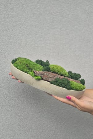 Doniczka z kompozycją mchu poduszkowego, chrobotkiem i korą