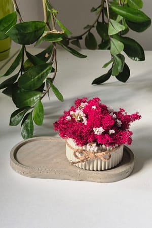 Zestaw patera z doniczką z chrobotkiem