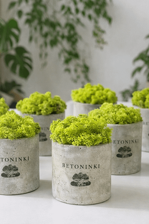 Doniczka z chrobotkiem reniferowym z logo Twojej firmy nadruk grawer | prezent firmowy