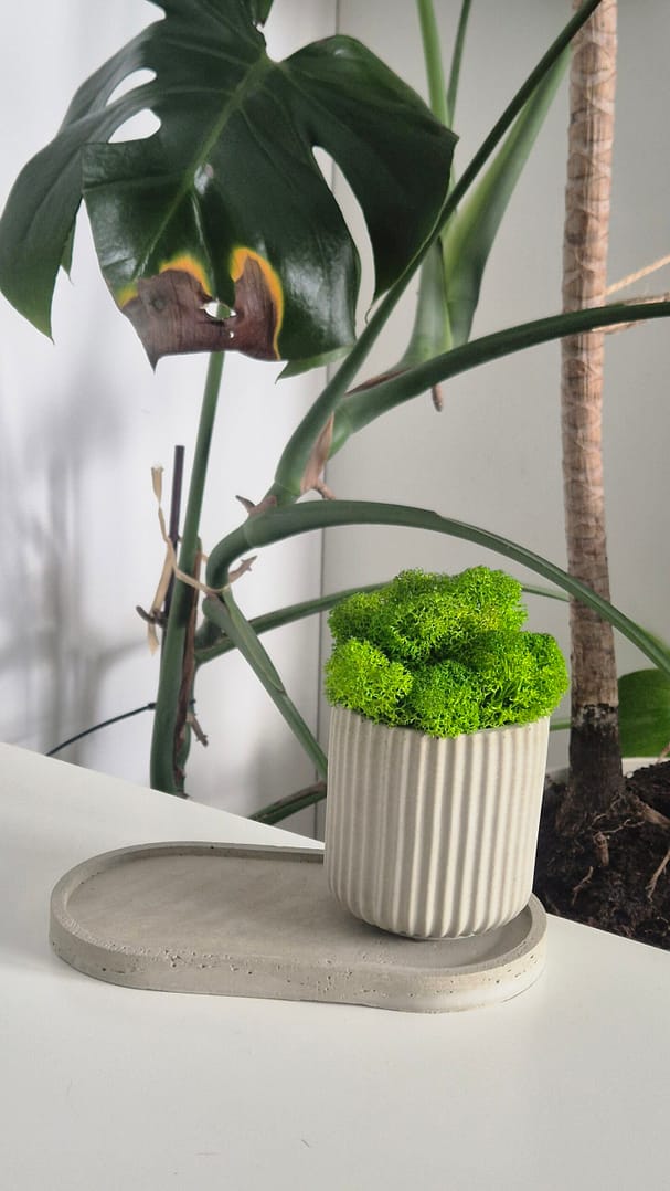 BETOkarbo LONG - doniczka z chrobotkiem - obrazek 5