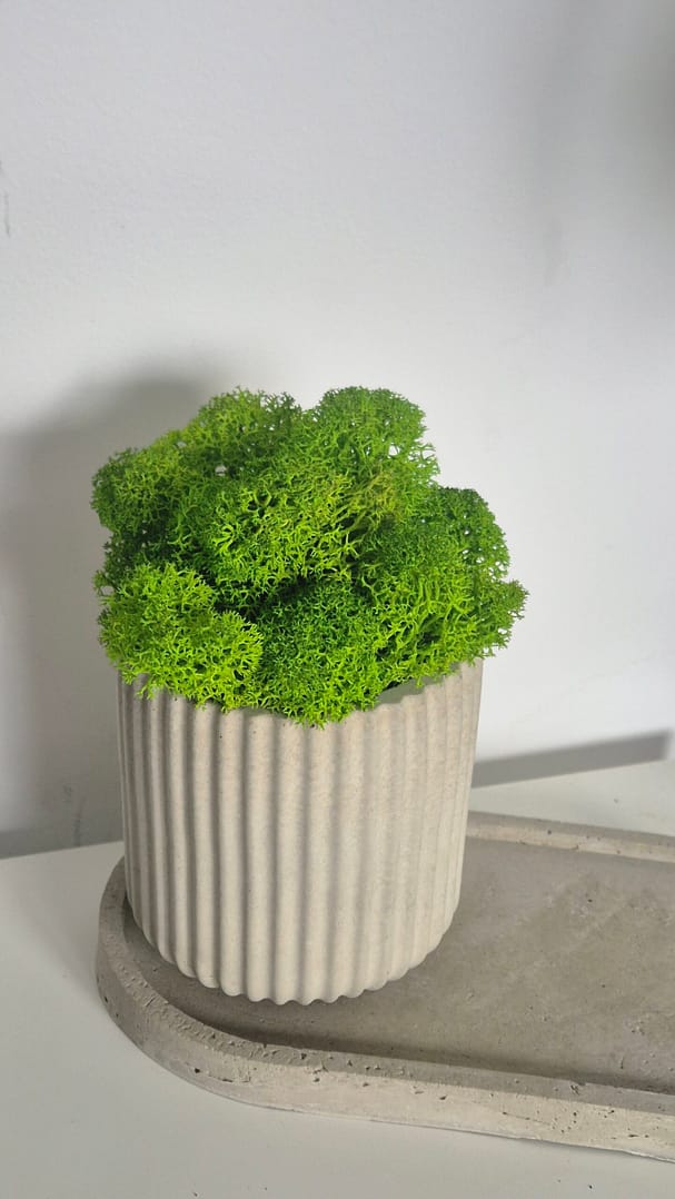 BETOkarbo LONG - doniczka z chrobotkiem - obrazek 4