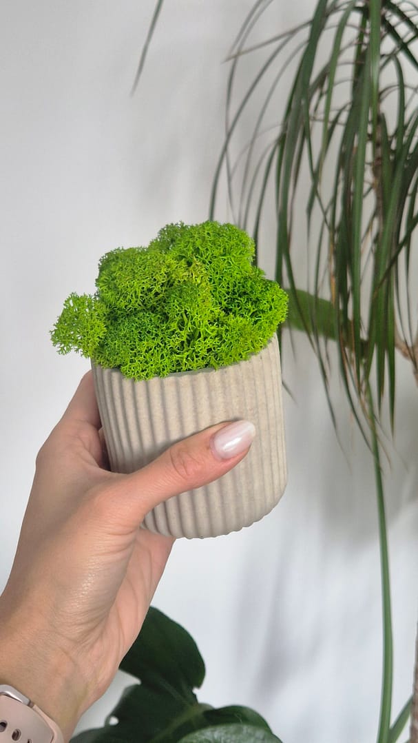 BETOkarbo LONG - doniczka z chrobotkiem - obrazek 2