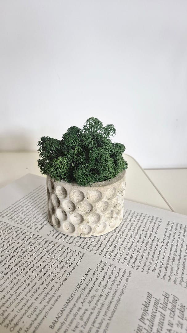 BETObubble - betonowa doniczka z chrobotkiem reniferowym