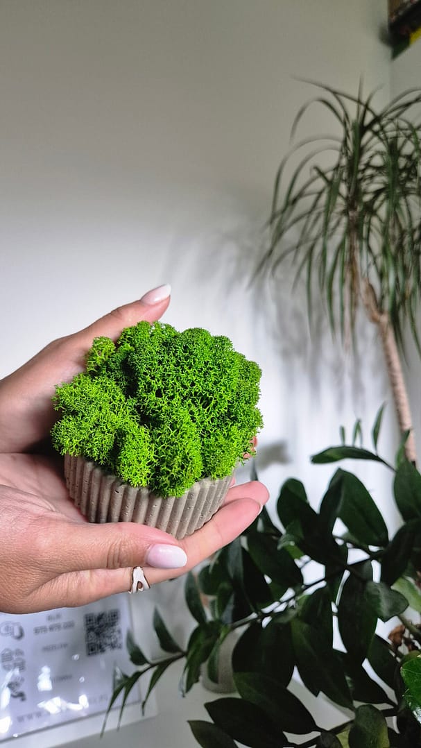 Betonowa doniczka z chrobotkiem reniferowym - obrazek 4