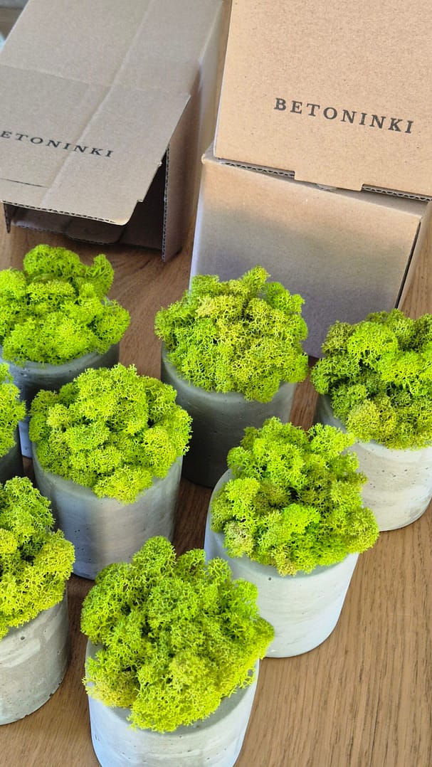 BETOtuba - betonowa doniczka z chrobotkiem reniferowym - obrazek 3