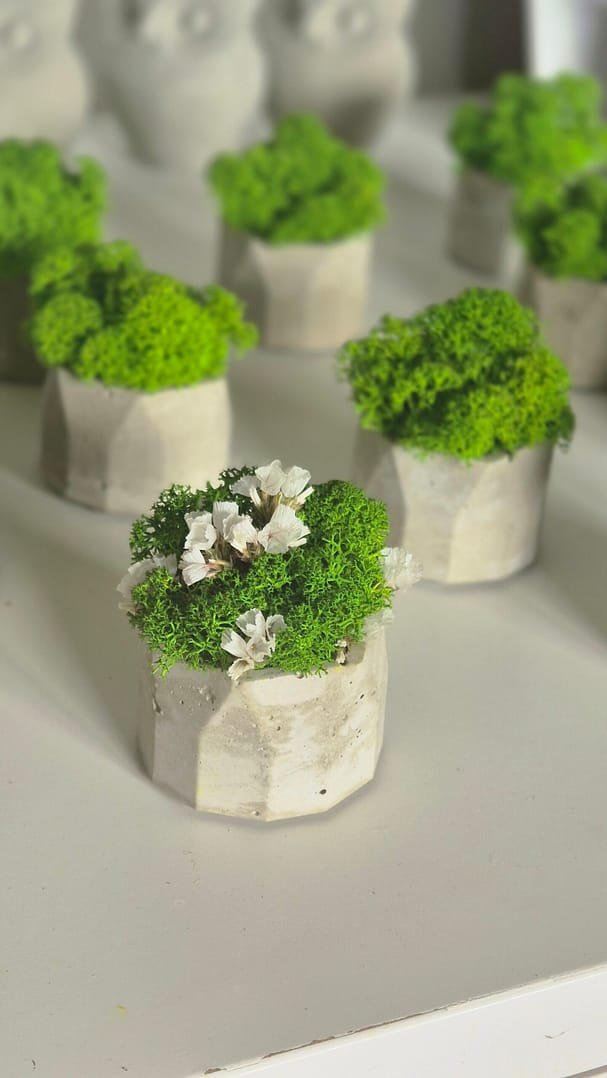 Prezentowy zestaw tacka z doniczką z chrobotkiem Urodziny/Święta - obrazek 4