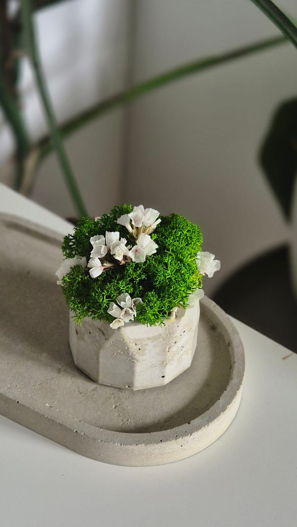 Prezentowy zestaw tacka z doniczką z chrobotkiem Urodziny/Święta - obrazek 2