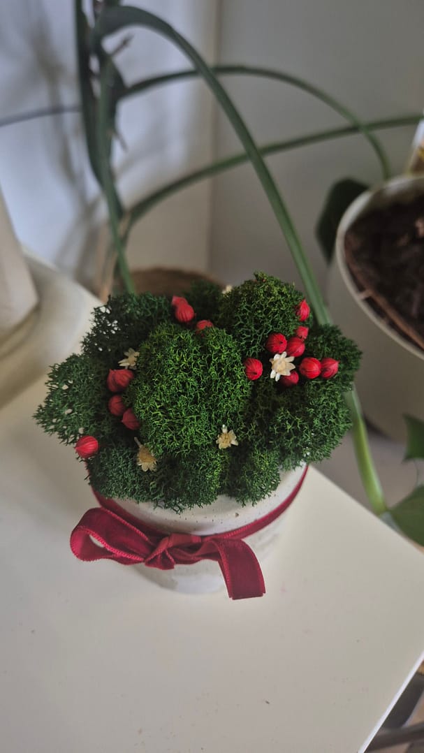 Doniczka - świąteczna kompozycja z chrobotkiem reniferowym - obrazek 3