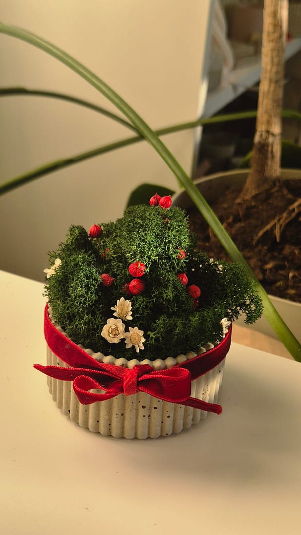Doniczka - świąteczna kompozycja z chrobotkiem reniferowym - obrazek 6