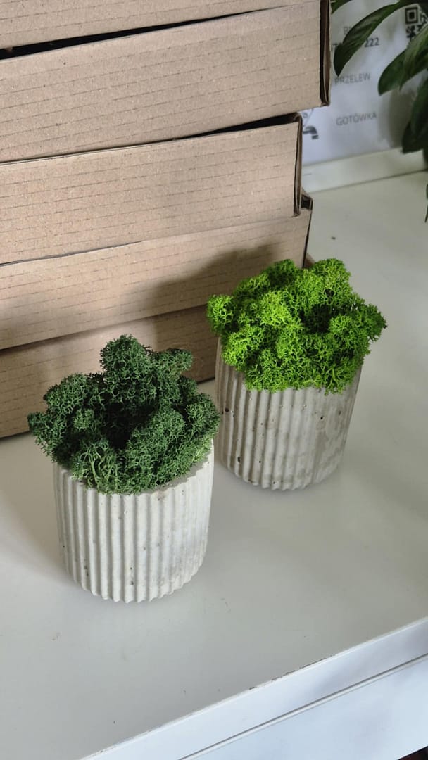 BETOkarbo LONG - doniczka z chrobotkiem