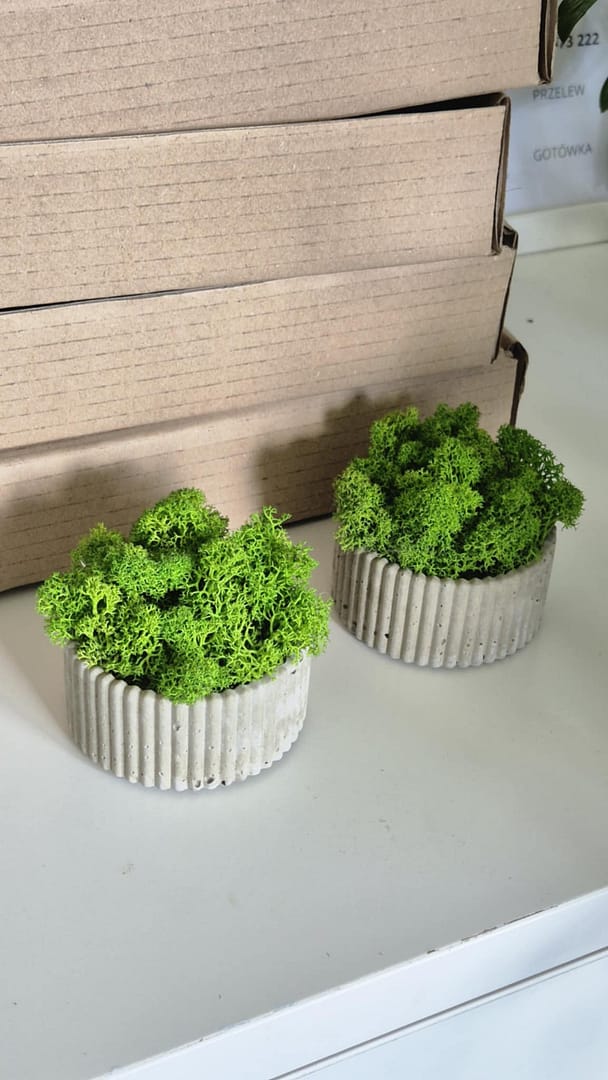 Betonowa doniczka z chrobotkiem reniferowym