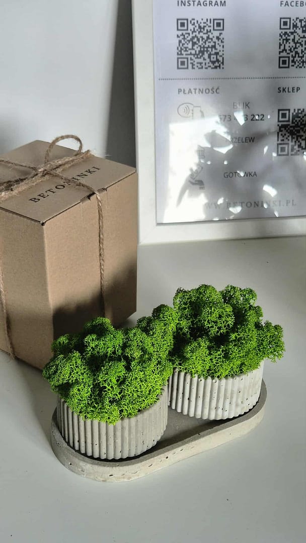 Betonowa doniczka z chrobotkiem reniferowym - obrazek 2