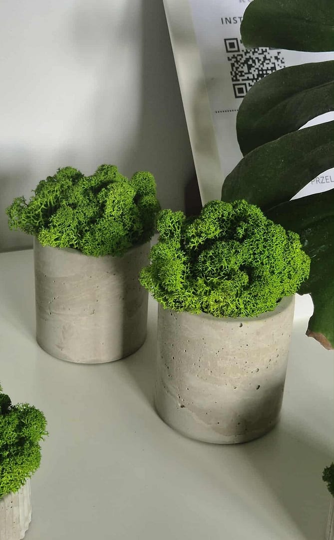 Doniczka z chrobotkiem reniferowym