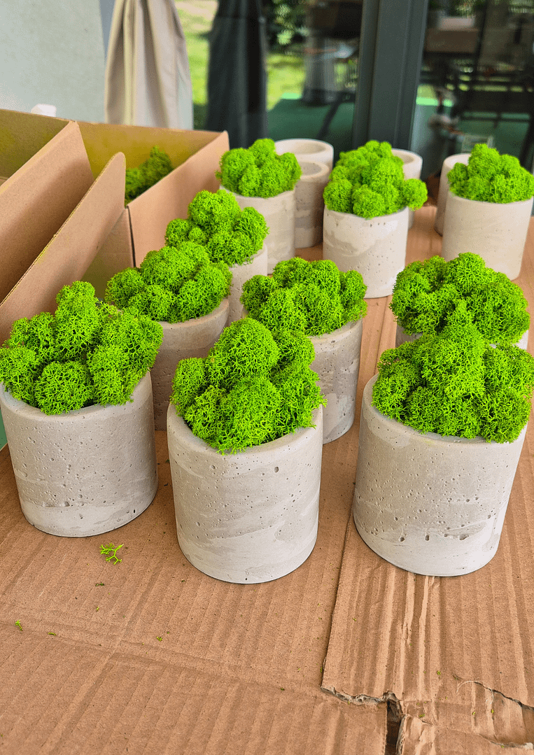 BETOtuba - betonowa doniczka z chrobotkiem reniferowym - obrazek 2